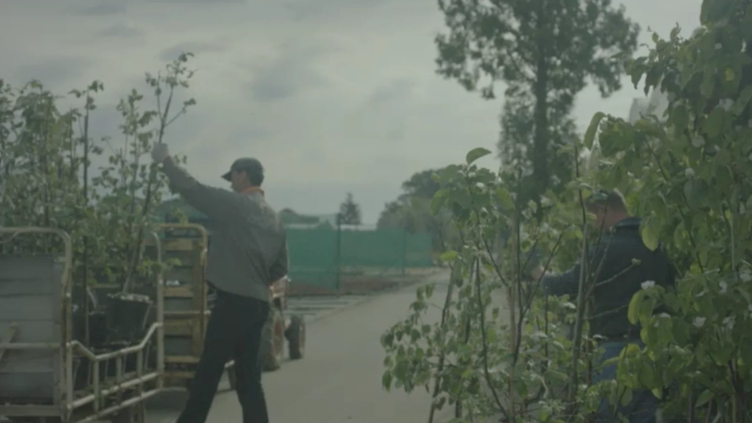 Director - Niklas Weise